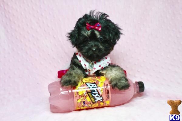 lvpuppyheaven Picture 2